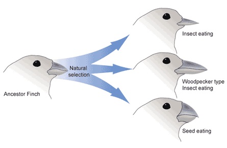 speciation evolution finches biology definition sympatric types