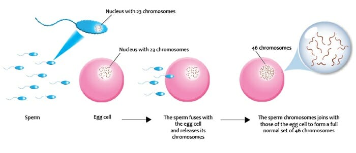 Sexual And Asexual Reproductive System Diagrams Difference