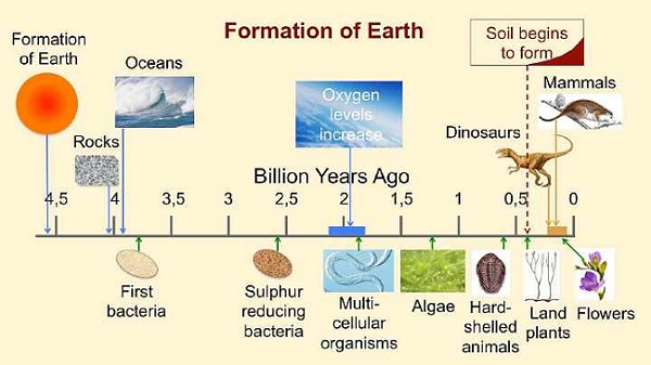 multicellular organisms