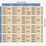 Anticodon - Definition, Function and Examples | Biology Dictionary