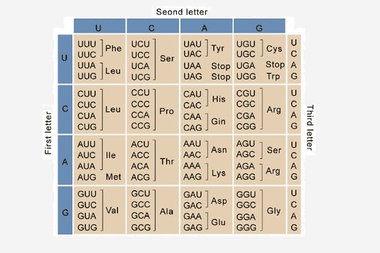 Codon Chart Definition