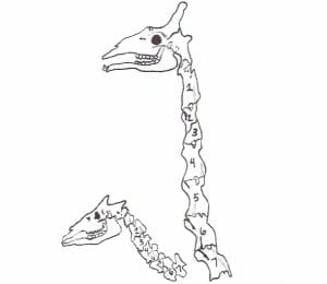 A giraffe’s long neck