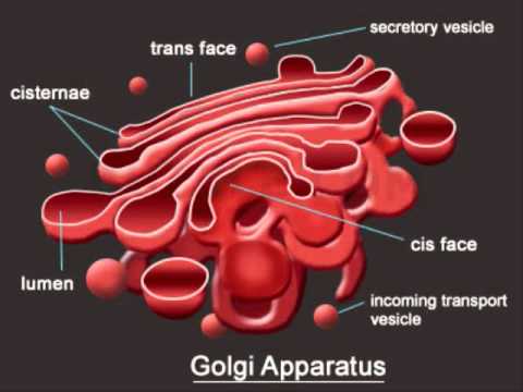 what does the golgi body look like