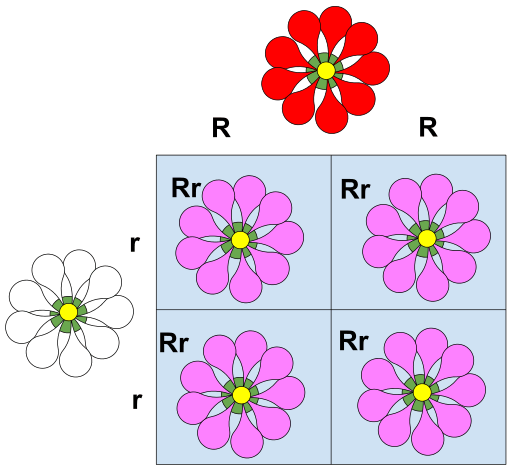 incomplete dominance punnett square