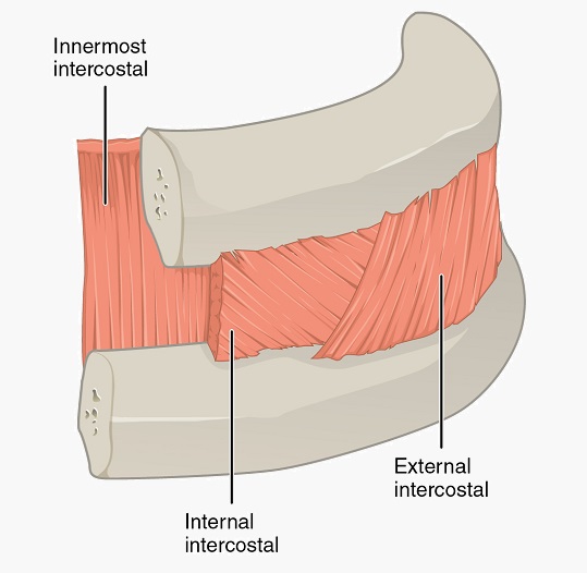 external intercostal muscle