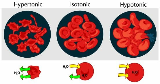 Osmotic pressure on blood cells diagram