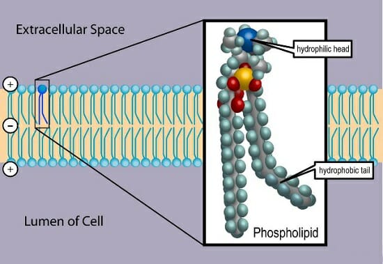 phospholipid drawing