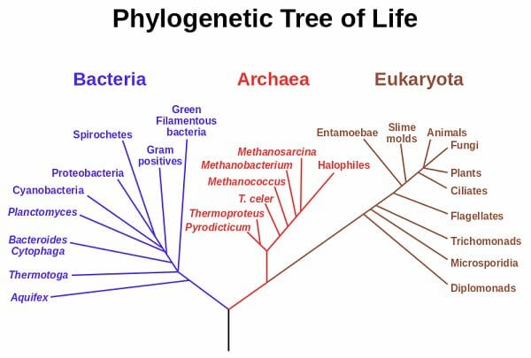 Archaebacteria Characteristics Chart