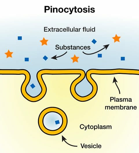 Pinocytosis Definition And Examples Biology Dictionary