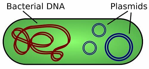 Plasmid - Definition, Types And Functions | Biology Dictionary