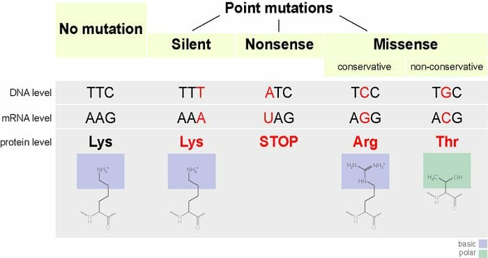 Point Mutation Definition Types Examples Biology Dictionary 