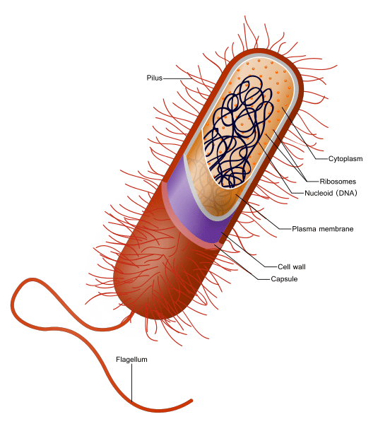 short note on animal cell