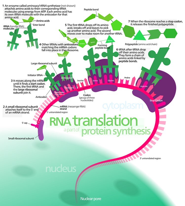 Translation Biology Definition Of Translation Biology Dictionary