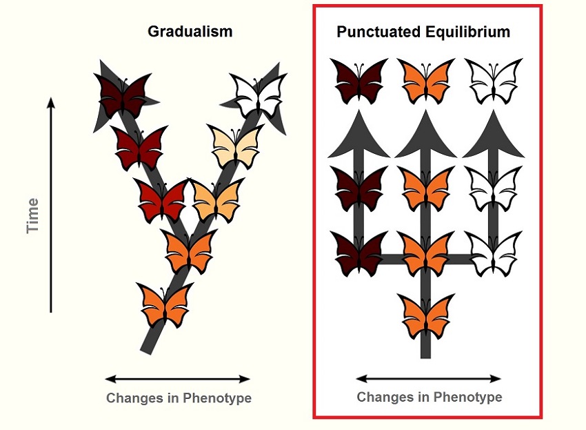 Punctuated Equilibrium - Definition and Examples | Biology Dictionary
