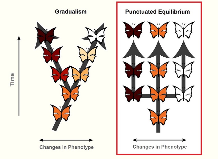 punctuated equilibrium examples