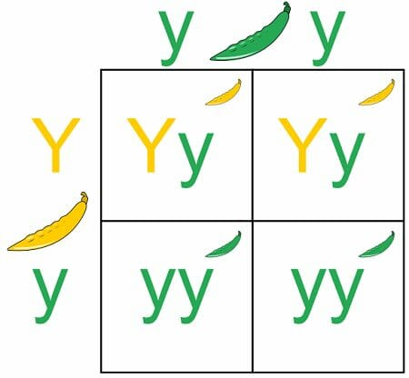 genotype definition for kids