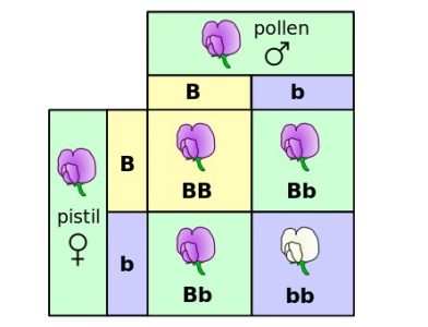 Punnett square mendel flowers