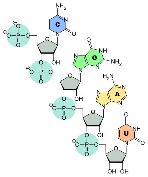 Transfer Rna Trna Definition Types And Function Biology Dictionary