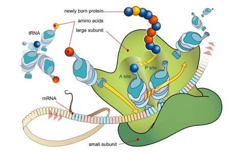Ribosome protein synthesis mRNA translation