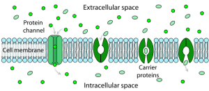 Scheme facilitated diffusion in cell membrane