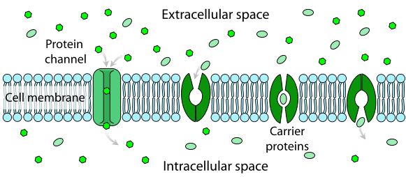 what-is-permeability-of-cell-membrane