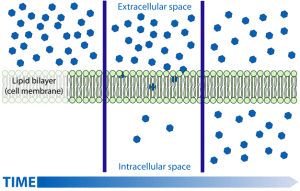 Scheme simple diffusion in cell membrane