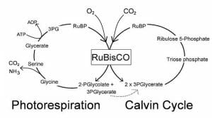 Simplified Calvin Cycle diagram