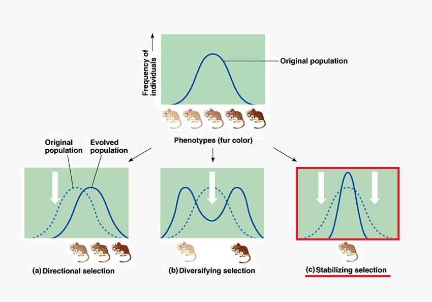 disruptive-selection-definition-examples