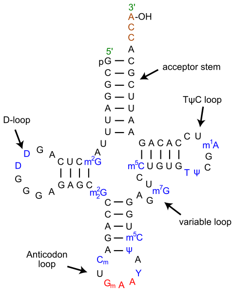 Transfer Rna Trna Definition Types And Function Biology Dictionary