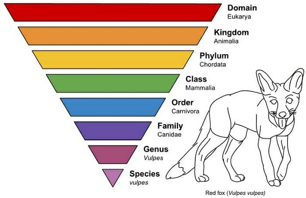 what constitutes a species