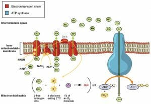 The Electron Transport Chain