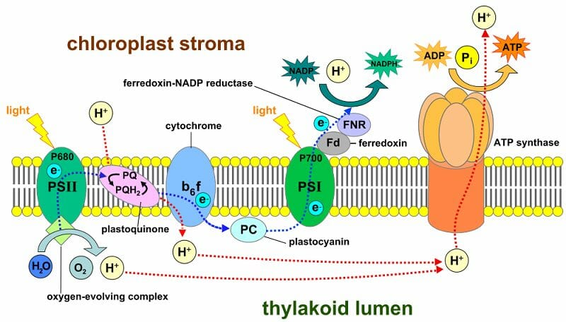 Stroma - Definition and Function | Biology Dictionary