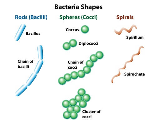 types of bacterial cells