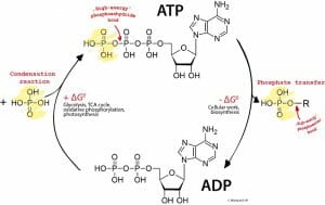 ADP ATP cycle