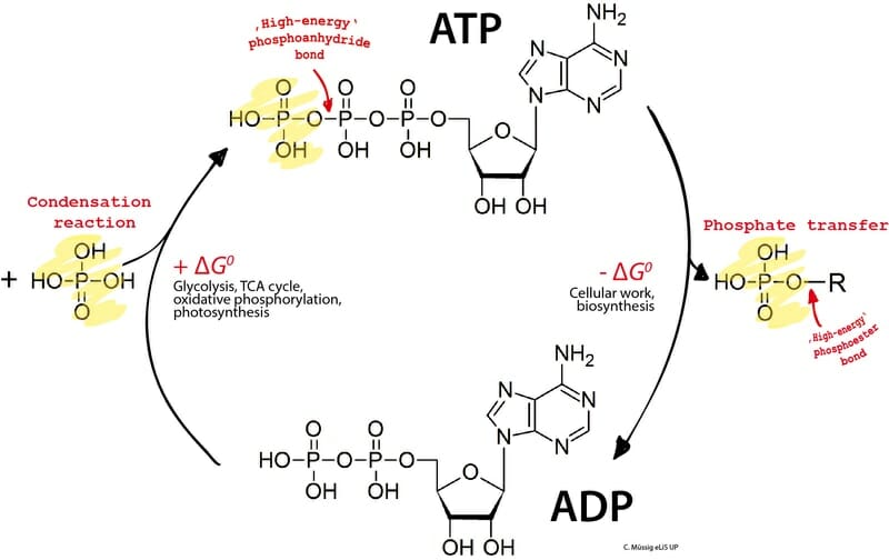 dehydration synthesis