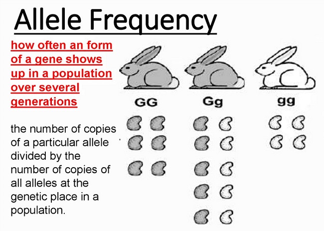 Allele Frequency Definition Calculation Example Biology Dictionary