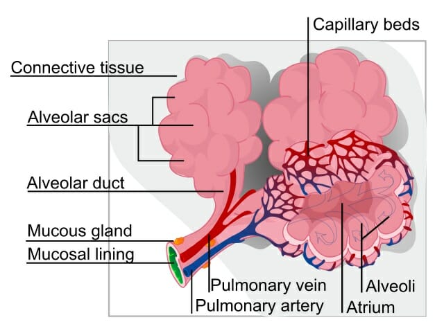 Diagram Of An Alveolus