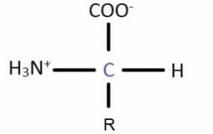 Aminoacid general structure