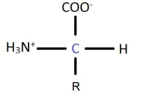 dehydration synthesis