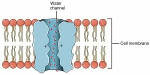 Aquaporin Water Channel