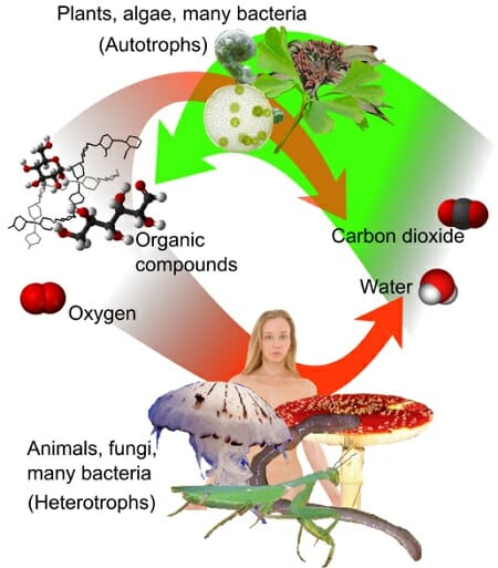 organism definition