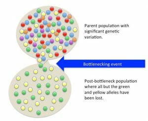 Bottleneck effect