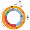 Interphase - Definition and Stages | Biology Dictionary