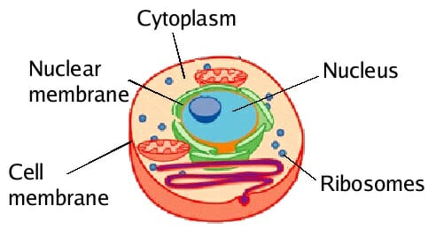 Protoplasm - Definition and Function | Biology Dictionary