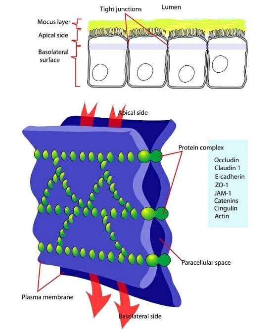 transitional epithelial tissue diagram