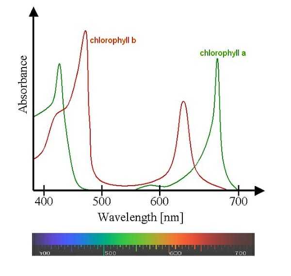 chlorophyll in plants diagram