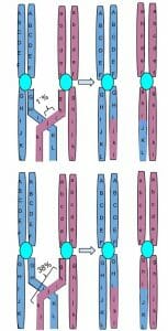 Chromosomal Crossing Over