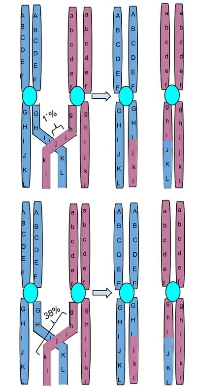 Crossing Over Occurs During