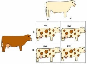 Co-dominance in Roan Cattle