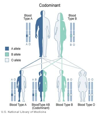 Codominance Definition And Examples Biology Dictionary